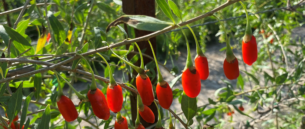 Nïmes : Les fruits de la bio